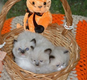 Male and Female Ragdoll Kittens - Singapore Pets Listings | Sg Pets